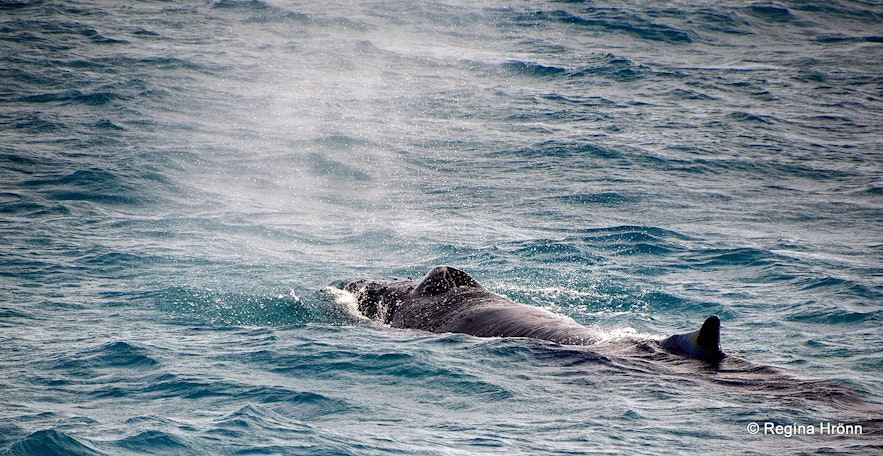Whale watching in Reykjavík