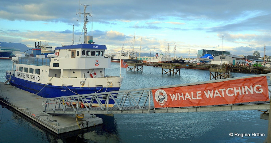 Whale Watching and Sea Angling from Reykjavík Harbour with Reykjavík Sailors