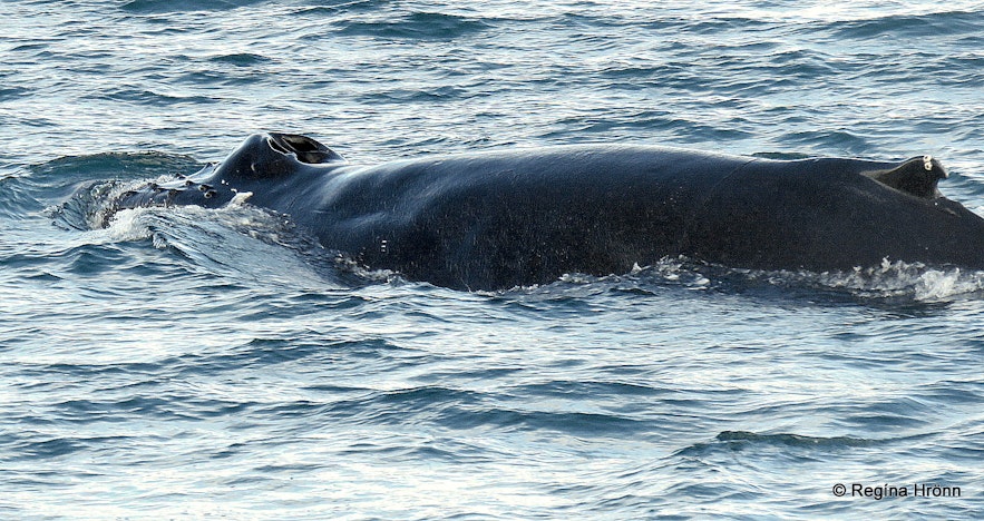 Humpback Whales in Abundance on a Whale Watching Tour from Akureyri in ...