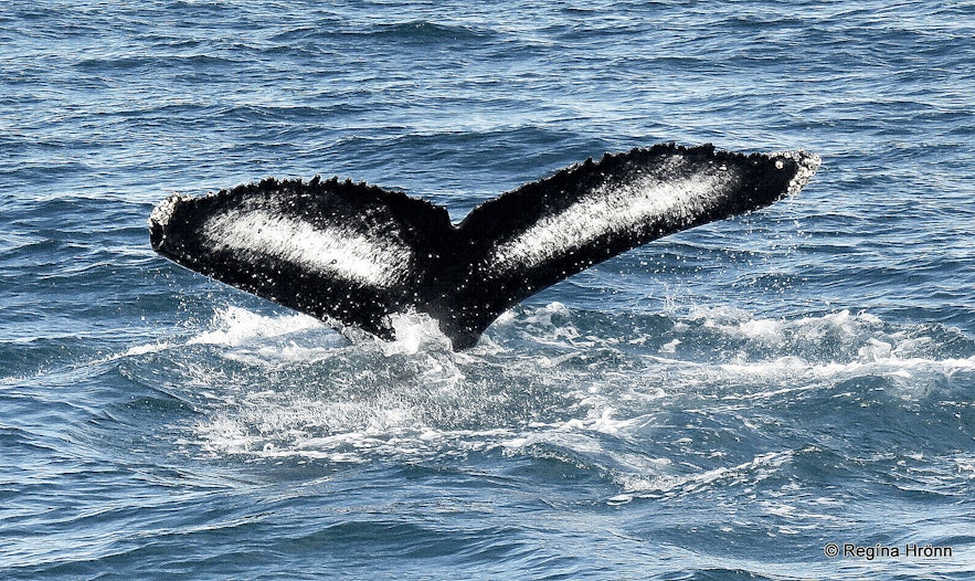 Whale Watching Tour from Akureyri in North-Iceland