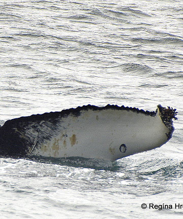 A whale fluking