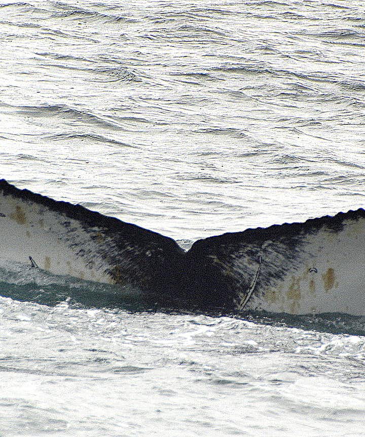 Whale Watching from Hólmavík in the Westfjords Region of Iceland with Láki Tours