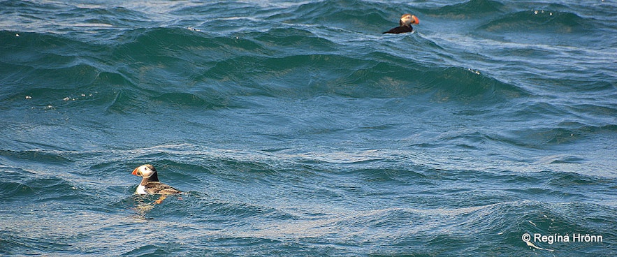 Puffins in the sea