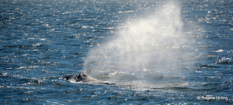 Whales on the whale watching tour