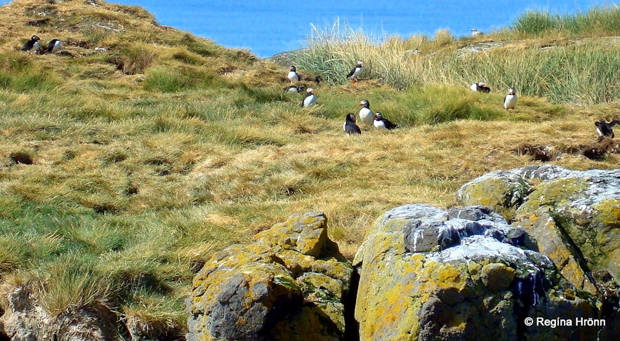 Birdlife in Breiðafjörður bay, west Iceland