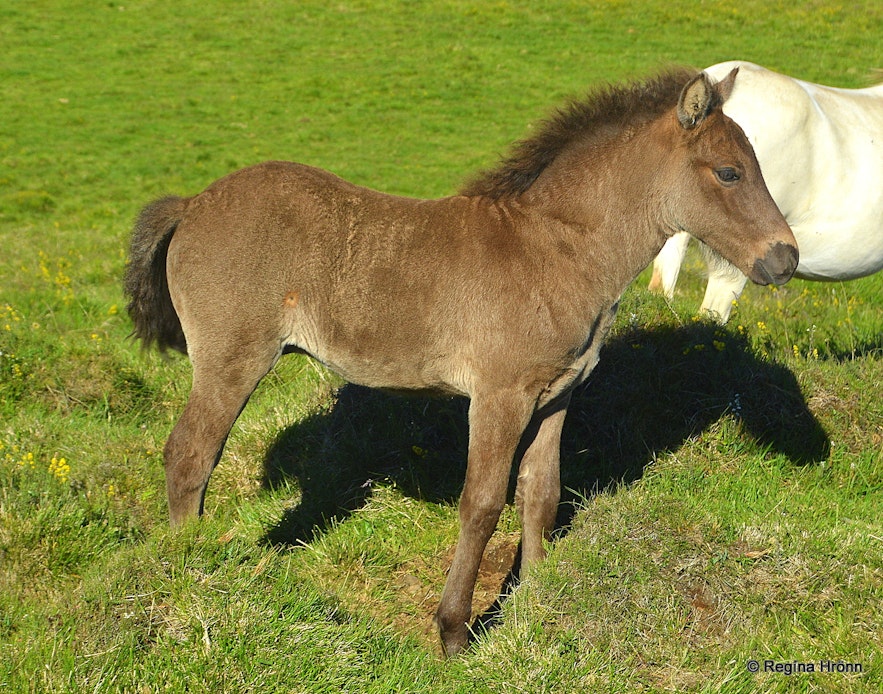 Icelandic horses in North-Iceland