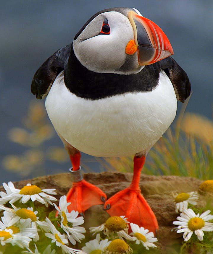 A puffin in Iceland