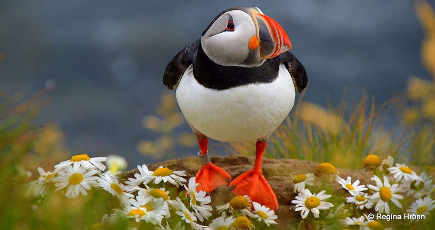 A puffin in Iceland