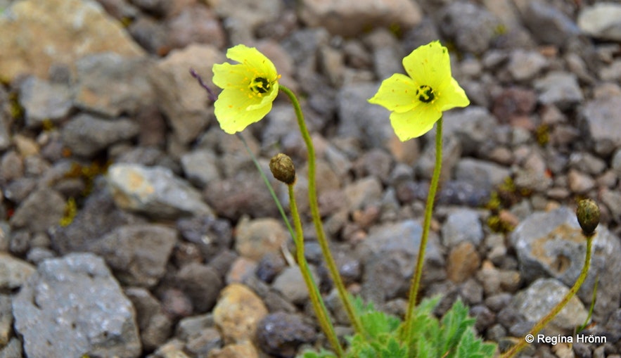 Flowers in the Westfjords of Iceland