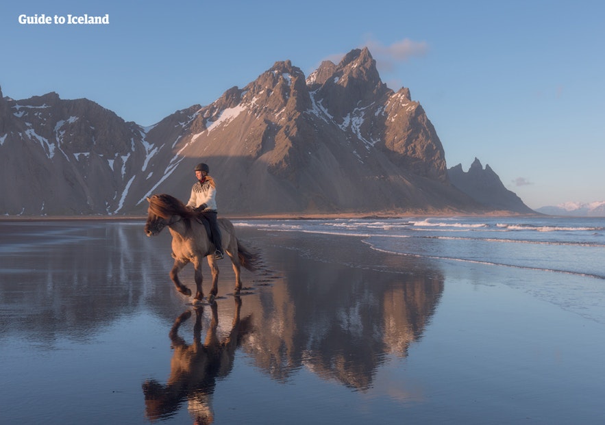 Исландская лошадь известна умом и мягким нравом
