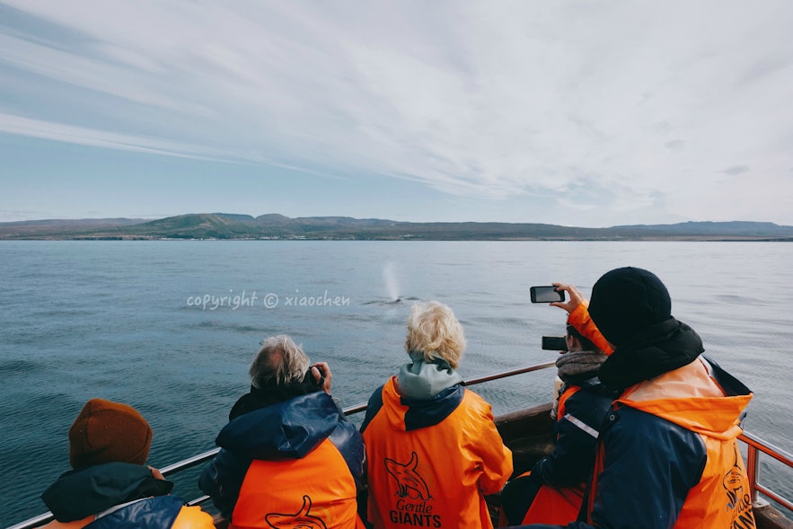 胡萨维克传统观鲸团上看到鲸鱼呼气的瞬间