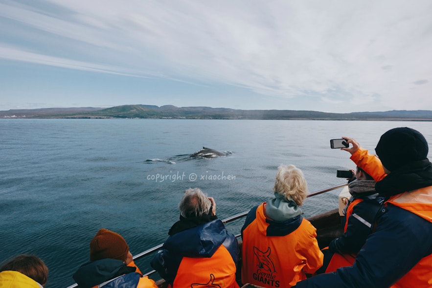 用相机捕捉到的鲸鱼现身瞬间