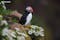 นกพัฟฟินอาศัยอยู่บนหมู่เกาะเวสต์แมนมากกว่าที่อื่นๆ ในโลก
