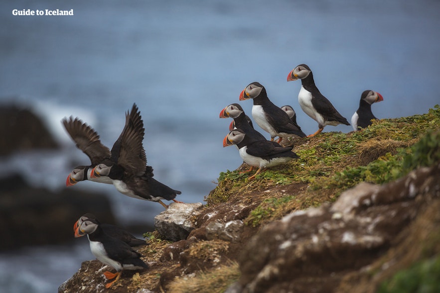 In the summer months, many come to Grímsey to see the Atlantic Puffins.