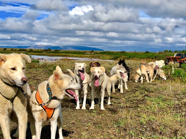 Dogsledding Iceland 