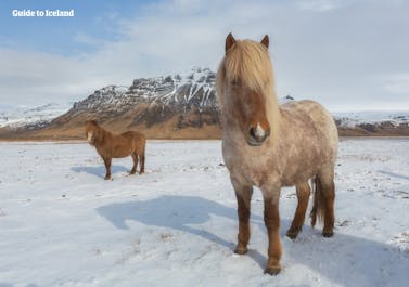 Icelandic horses in the wintertime are protected by thick fur.