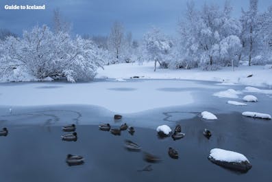 레이캬비크 시내의 한 공원이 겨울철 눈에 덮여 있습니다.