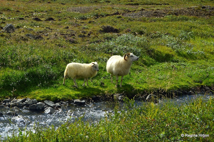 Sheep on the hike to the elf-stone