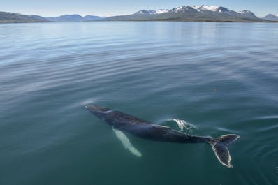 아이슬란드 북부의 피오르드에서 장엄한 혹등고래가 수면 위로 떠오릅니다.