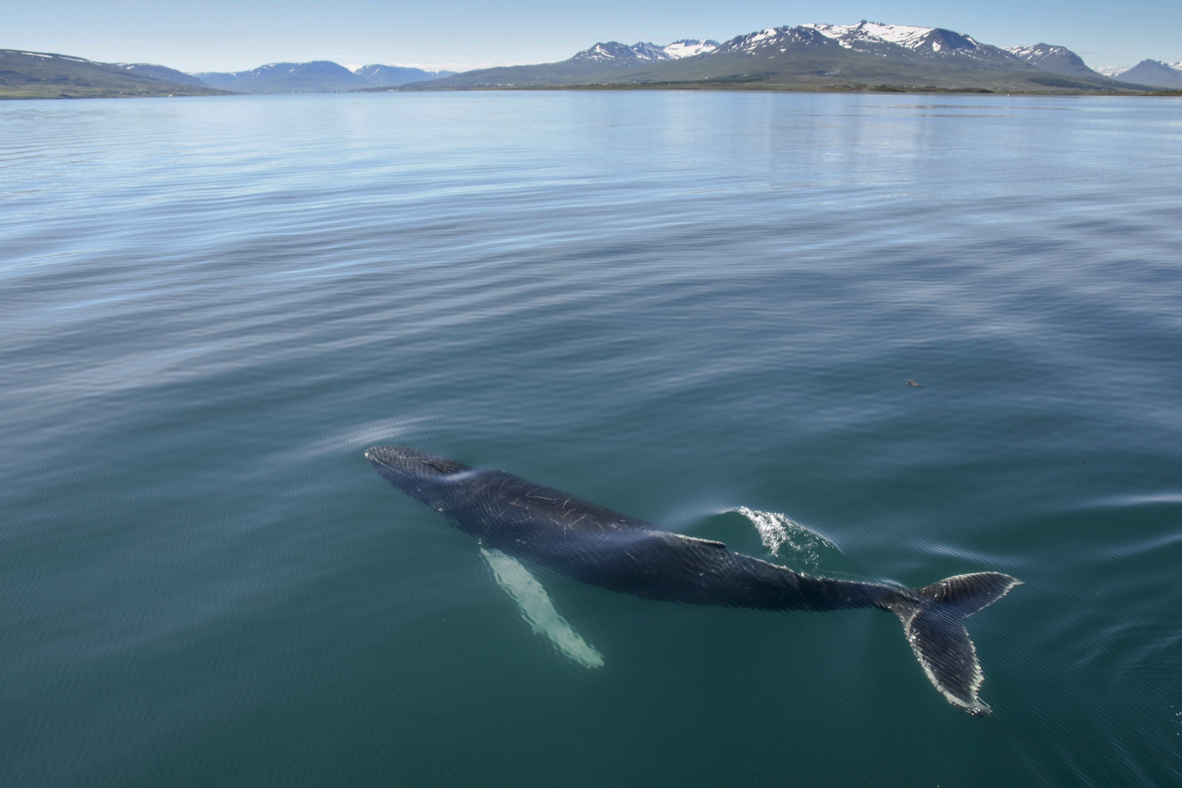 You can join a whale watching tour from the northern town of Akureyri.