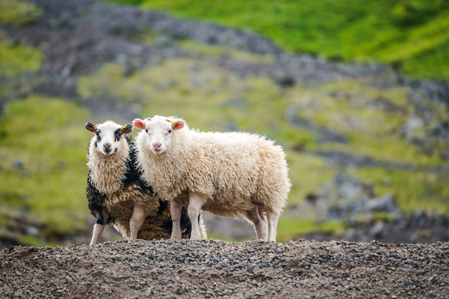 兩隻在野外的冰島羊