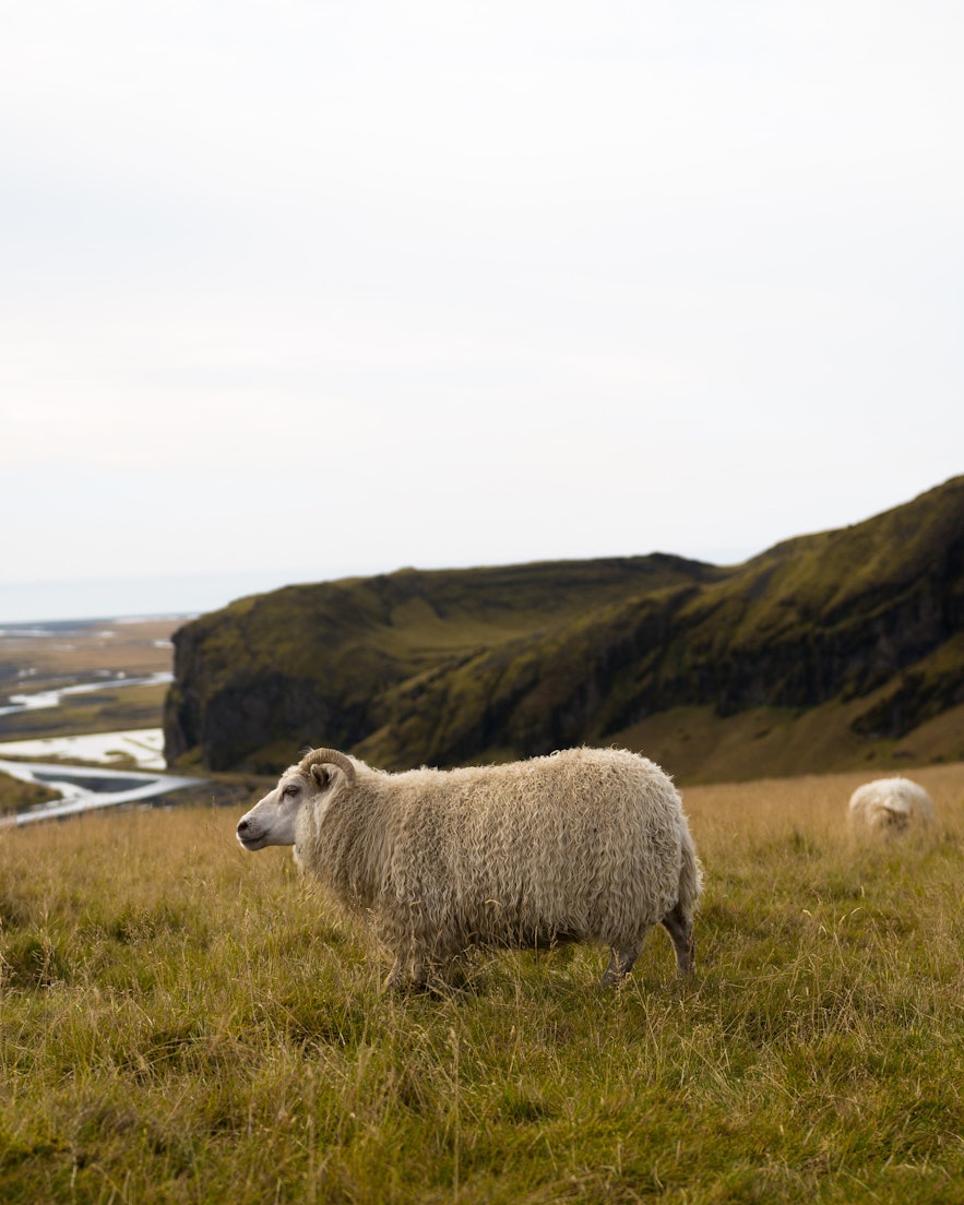 一隻冰島羊的側臉
