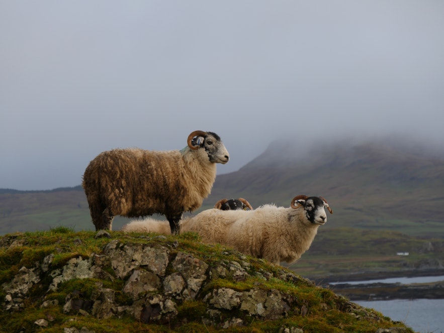 三隻正在休息的冰島羊