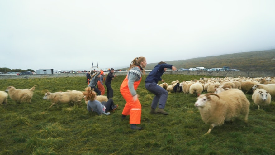 冰島的圈羊節趕羊的情境