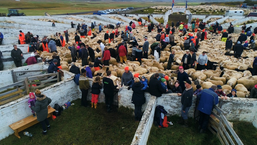 從不同地區被趕到一起的冰島羊