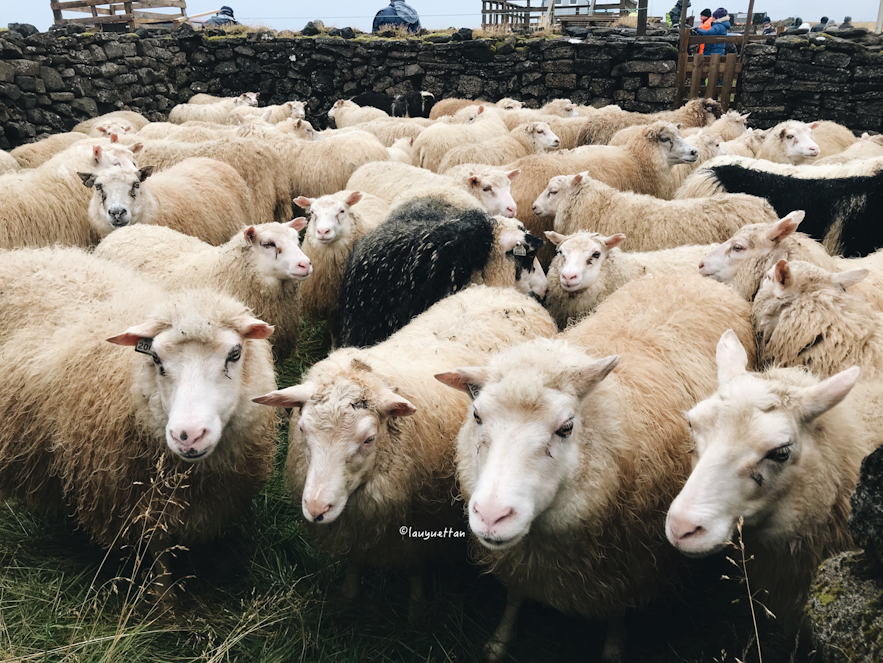 在圈養節可以看到很多冰島羊