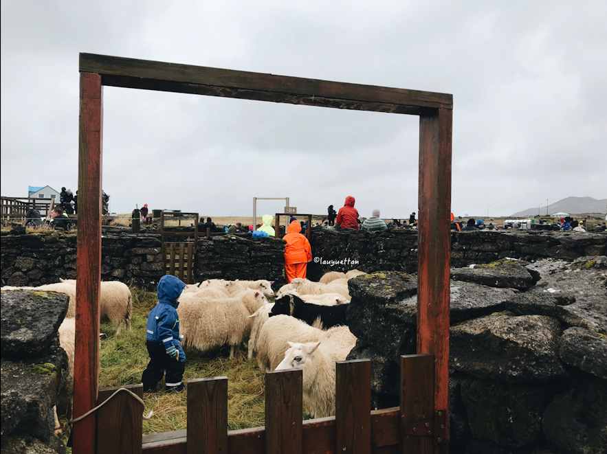 冰島小孩在牧羊