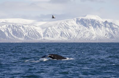 6天5夜环岛中文导游精品团｜冬季来冰岛追极光，雷克雅未克出发，圣诞等多个日期 - day 6