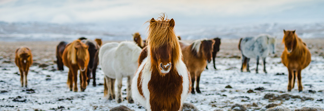 アイスランドの馬、イヤリングwith a horse