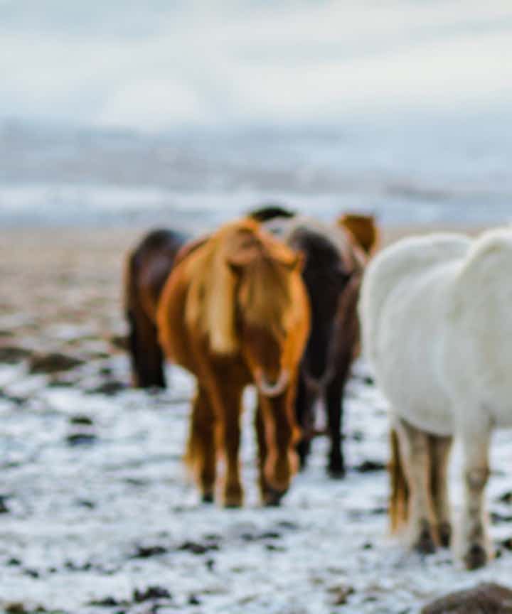 Paardrijtochten in IJsland