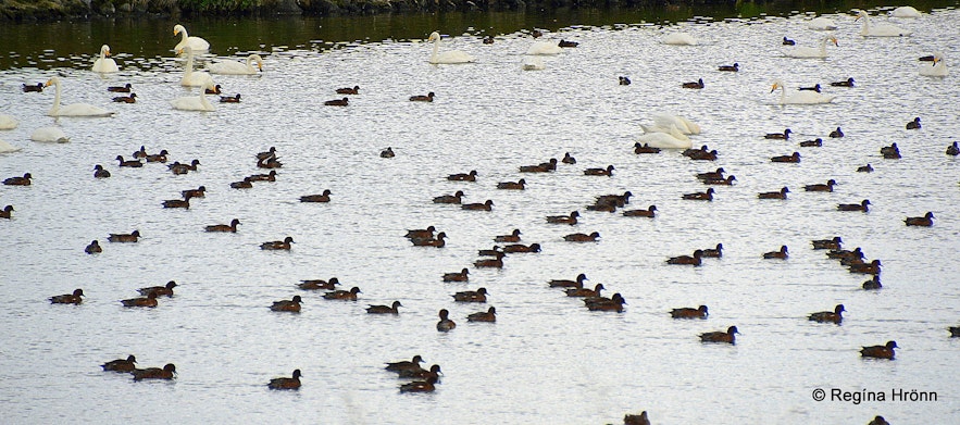 Birds on Lake Mývatn