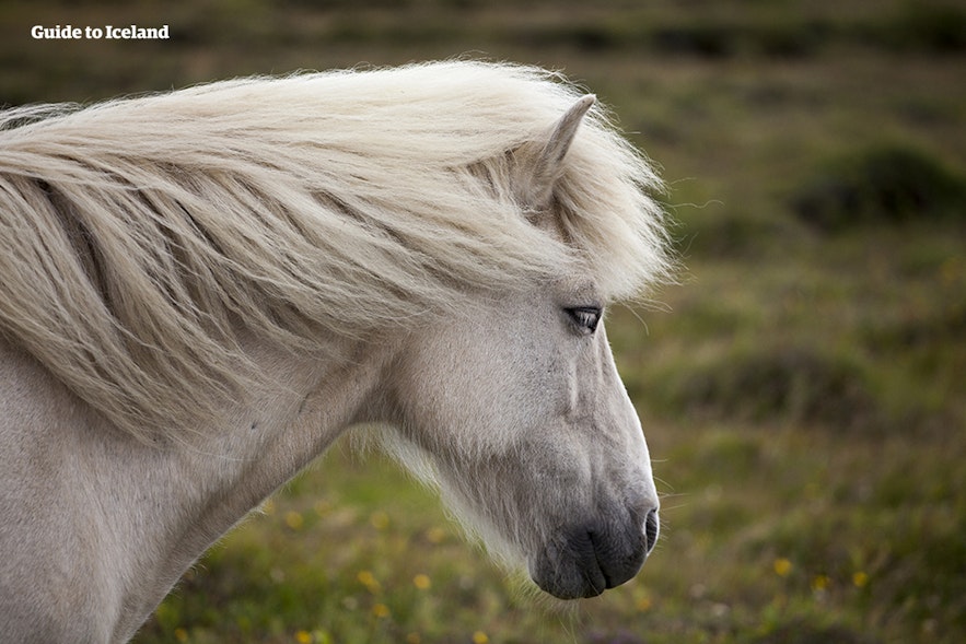 在風中的冰島馬