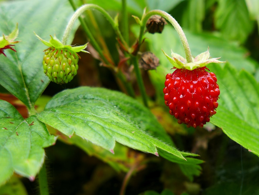 Wild strawberries are real but rare,