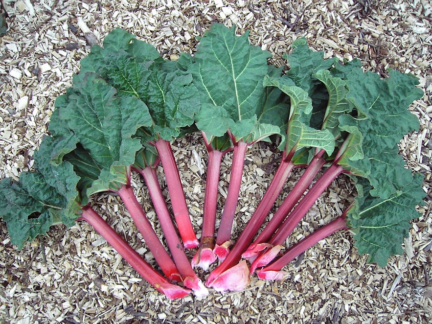 Rhubarb is robust and grows well in the Icelandic climate.