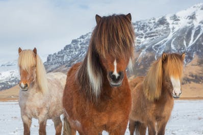 Icelandic horses on a winter day.