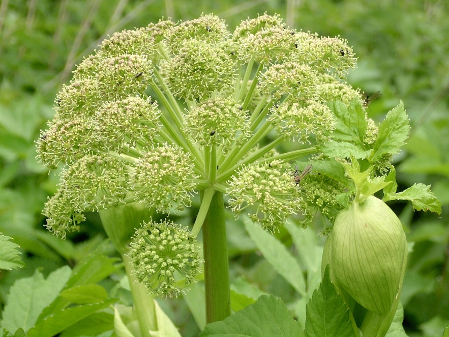 Angelica is a treasured plant for medicinal purposes in Iceland