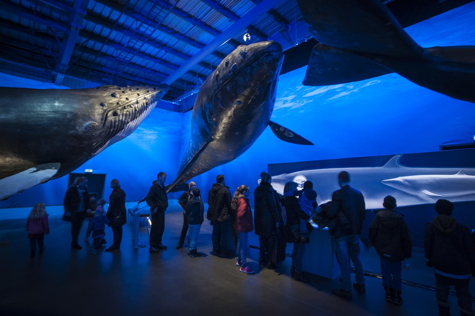 Whales of Iceland has 23 life-sized models.