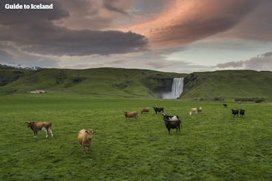 スコゥガフォスの滝の近くにある牧草地と牛