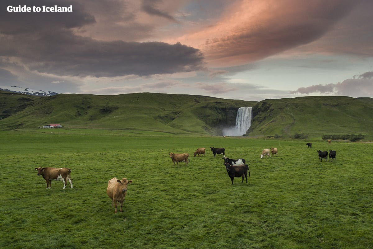 Cows grazing in front of Skógafoss waterfall.