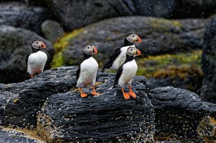 Vestmannaeyjar or Westman Islands is home to the biggest colony of puffins.
