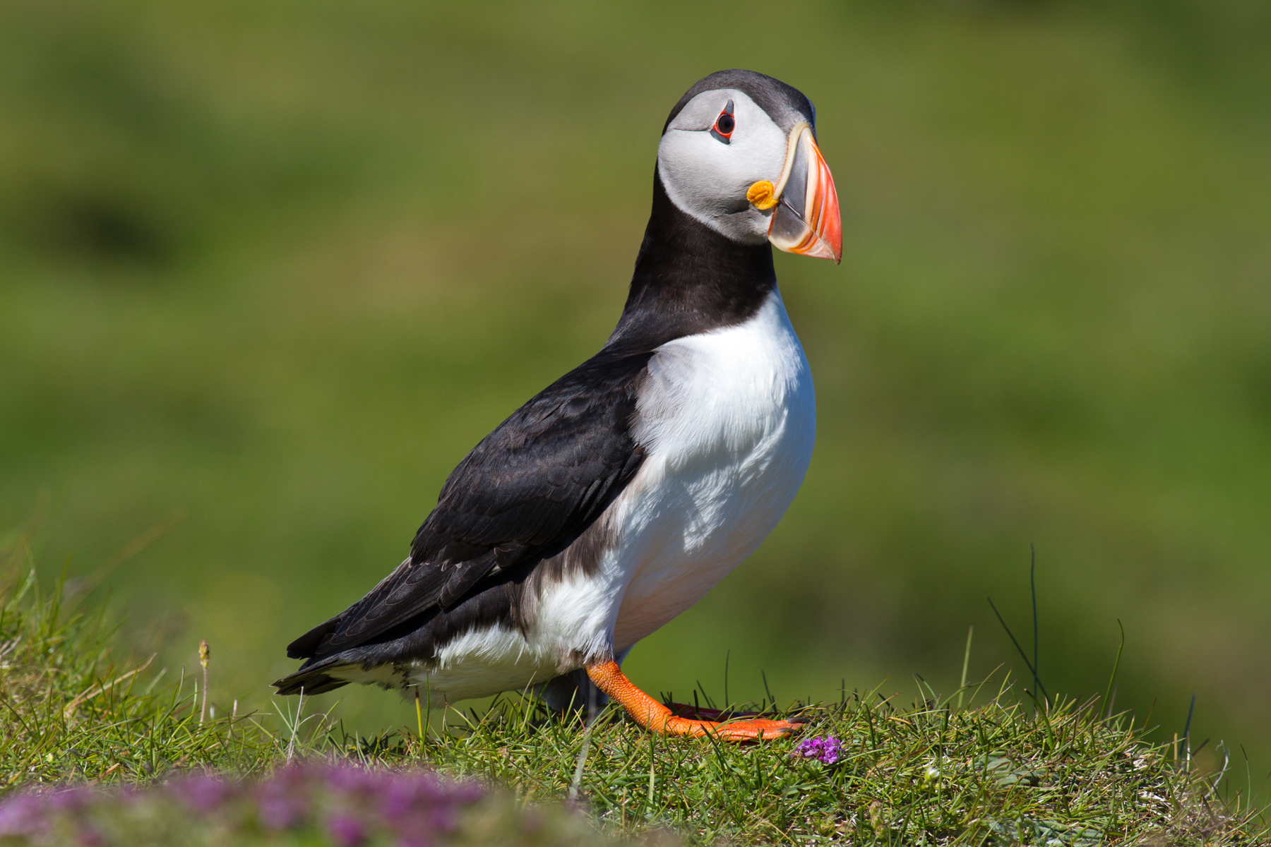 westman islands puffin tour