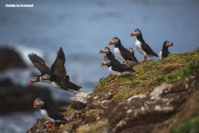 Puffins are surprisingly social creatures, as can be seen on the Westman Islands.