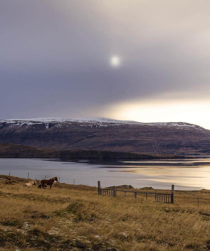 Hvalfjodur : entre fjords et chevaux islandais