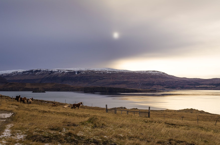 Hvalfjodur : entre fjords et chevaux islandais