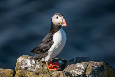 A puffin standing proudly on a rock near the ocean.