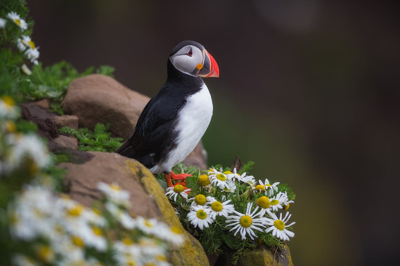 This workshop provides the chance to photograph Iceland's famous Atlantic Puffins.